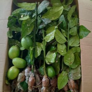 ১০ পিসের কম্বো গুটি কলম ২৭০ টাকা